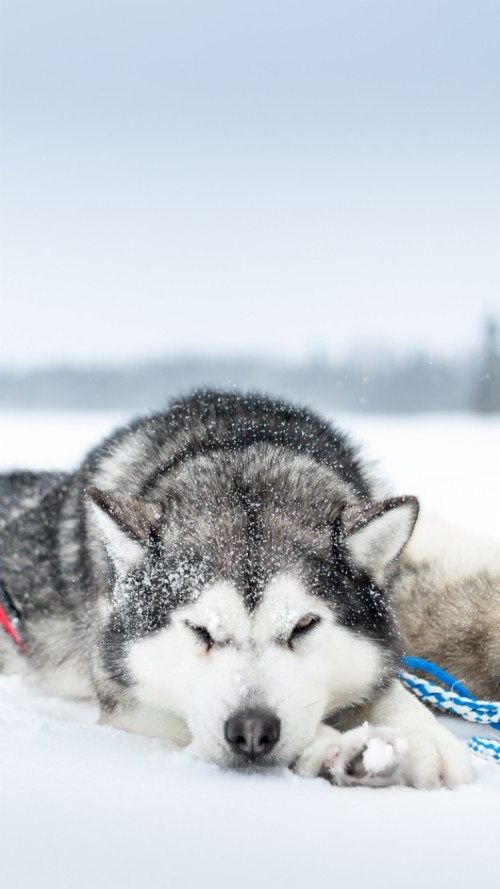 シベリアンハスキーの壁紙 シベリアンハスキー 犬 青い アラスカのマラミュート 頭 狼犬 図 Wallpaperkiss