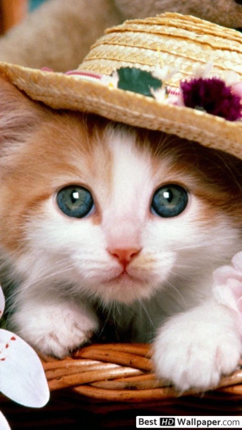 かわいい壁紙ダウンロード ネコ 中型から中型の猫 ネコ科 ひげ 鼻 子猫 帽子 アジア人 Wallpaperkiss