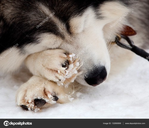 シベリアンハスキーの壁紙 犬 アラスカのマラミュート シベリアンハスキー 鼻 狼犬 Wallpaperkiss