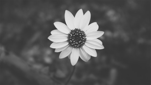 美的デスクトップの壁紙 モノクロ写真 花弁 白い 黒と白 花 黒 工場 モノクローム 静物写真 野草 Wallpaperkiss