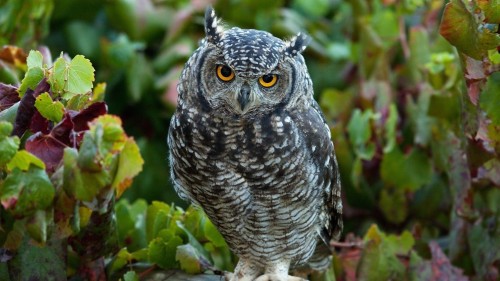 フクロウ壁紙hd フクロウ 鳥 猛禽 アメリカオオコノハズク ホオジロフクロウ 野生動物 陸生動物 Wallpaperkiss