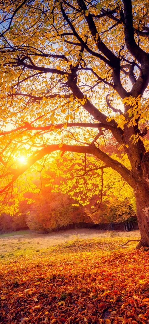 Autumn Iphone Wallpaper Tree Nature Natural Landscape Leaf Branch Deciduous Autumn Sky Sunlight Orange Wallpaperkiss