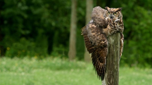 フクロウ壁紙hd フクロウ 鳥 猛禽 アメリカオオコノハズク ホオジロフクロウ 野生動物 陸生動物 Wallpaperkiss