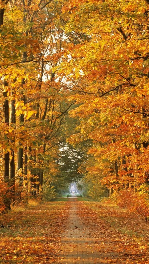 秋のiphone壁紙 木 自然の風景 自然 秋 葉 北方広葉樹林 森林 森林 Wallpaperkiss