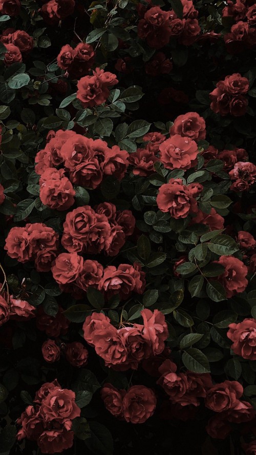 バラ壁紙tumblr 庭のバラ 花 赤 フロリバンダ ローズ 工場 バラ科 ピンク 開花植物 花弁 Wallpaperkiss