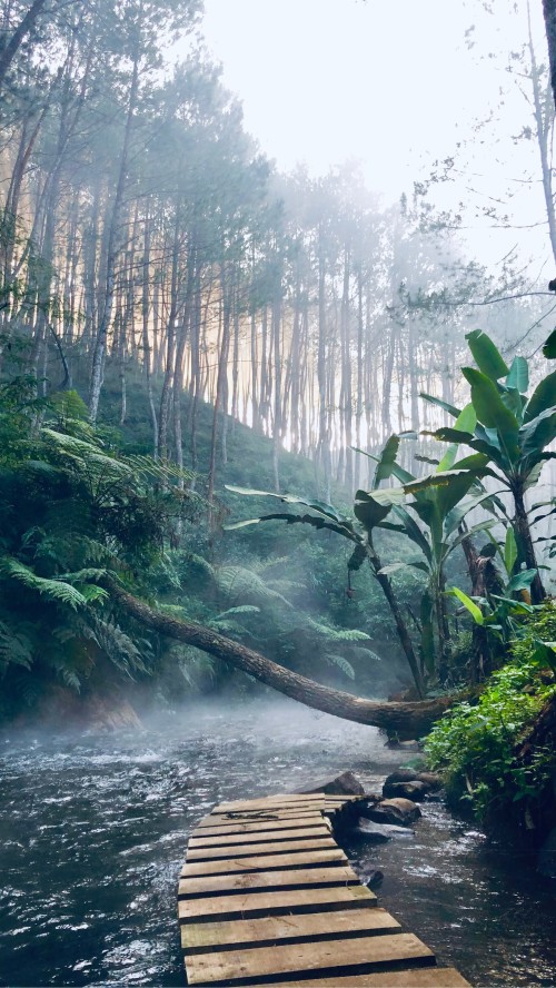 ジャングル壁紙hd 自然 自然の風景 密林 森林 雨林 木 Wallpaperkiss