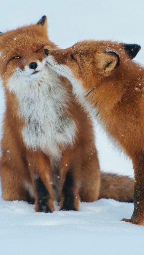 かわいい赤ちゃん動物の壁紙 レッドフォックス 狐 野生動物 毛皮 ひげ 陸生動物 Wallpaperkiss