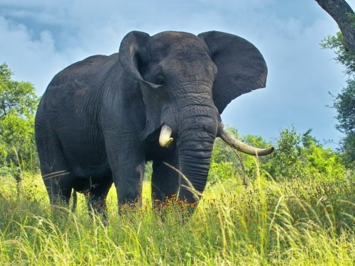 象の壁紙のhd 象 象とマンモス インド象 陸生動物 野生動物 アフリカゾウ 働く動物 Wallpaperkiss