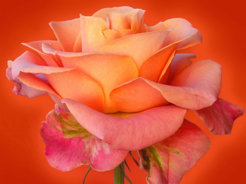 3dローズ壁紙無料ダウンロード 開花植物 花弁 庭のバラ 花 ピンク オレンジ ローズ 赤 バラ科 ハイブリッドティーローズ Wallpaperkiss