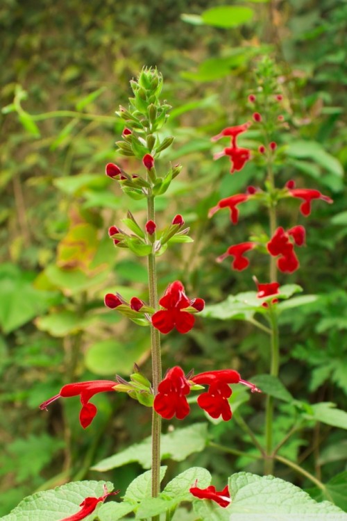 壁紙hd自然花 花 開花植物 工場 ひげ舌 野草 ロベリア ハーブ Wallpaperkiss