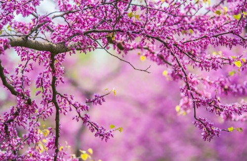 春の花の壁紙 花 開花植物 水彩絵の具 ピンク 庭のバラ ローズ 一般的な牡丹 ローザセンチフォリア 工場 花柄 Wallpaperkiss