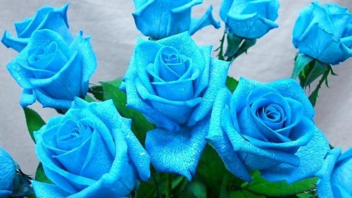 素敵な美しい壁紙 花 ローズ 開花植物 青いバラ 青い 庭のバラ バラ科 花弁 工場 ターコイズ Wallpaperkiss