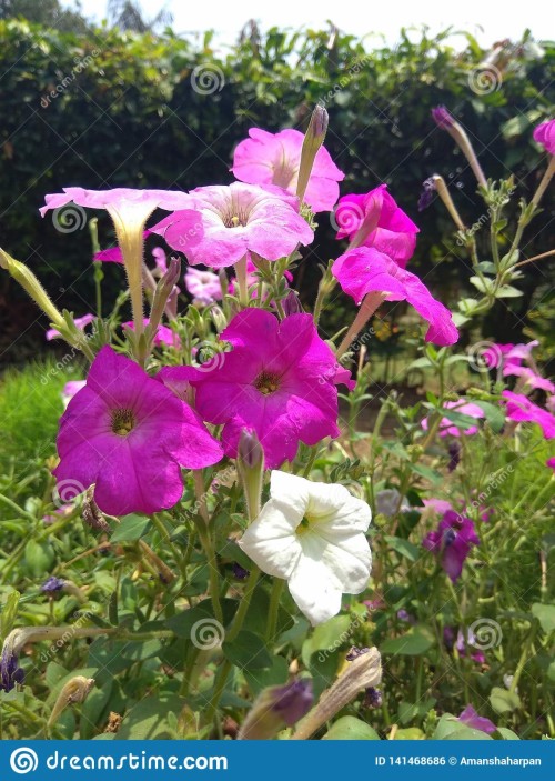 すべての花の壁紙 花 開花植物 工場 花弁 ペチュニア アサガオ一家 朝顔 朝顔 四時の家族 なでしこ Wallpaperkiss