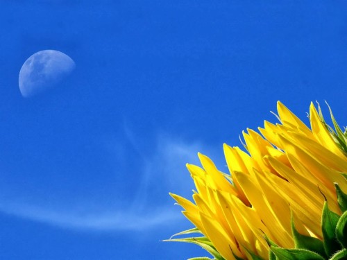 素晴らしい花の壁紙 空 青い ひまわり 黄 自然 花 昼間 花弁 工場 雲 Wallpaperkiss