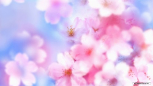 無料の花の壁紙 ピンク 花弁 空 花 春 花 工場 桜の花 雲 Wallpaperkiss