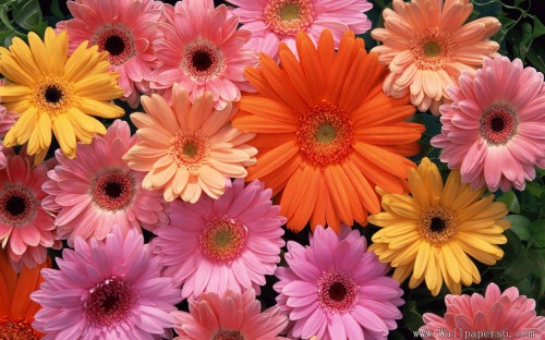 無料の花の壁紙 花 開花植物 バーバートンデイジー ガーベラ 花弁 工場 マーガレットデイジー 花柄 アフリカのデイジー ピンク Wallpaperkiss
