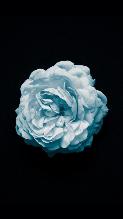 アンドロイド用のシンプルな壁紙 青い ターコイズ 花弁 アクア ローズ 花 バラ科 ティール 工場 庭のバラ Wallpaperkiss