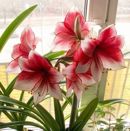 最新の花の壁紙 花 開花植物 工場 ピンク アマリリスベラドンナ 花弁 ゆり Hippeastrum アマリリス科 Wallpaperkiss