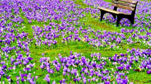Pc用の花の壁紙 花 開花植物 工場 ラベンダー 紫の バイオレット グラウンドカバー 春 野草 Wallpaperkiss