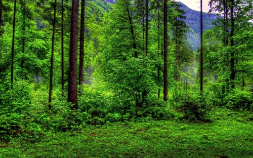 ボスケ壁紙 木 自然 森林 古い成長林 黒と白 モノクロ写真 自然の風景 森林 Wallpaperkiss