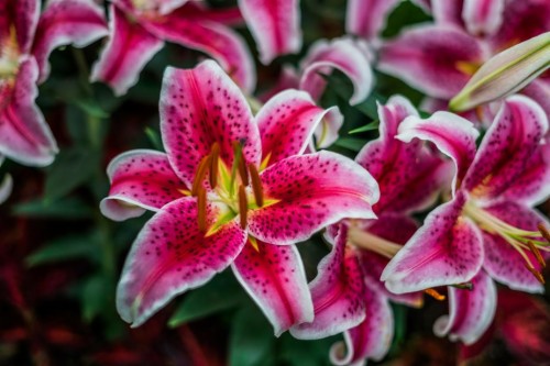 美しい花の壁紙のダウンロード 花 開花植物 ゆり 花弁 工場 ピンク スターゲイザーリリー アマリリスベラドンナ ユリ科 Wallpaperkiss