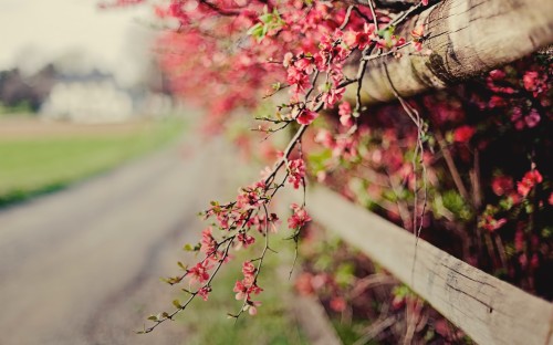 無料デスクトップ壁紙自然 花 春 工場 木 花 葉 木本 桜の花 草 Wallpaperkiss