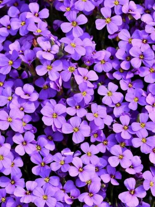Ipad用のかわいい壁紙 花 開花植物 高山は私を忘れない 青い バイオレット 紫の 花弁 工場 デイムロケット Wallpaperkiss
