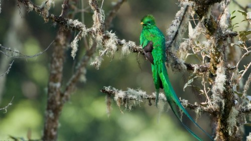 緑の鳥の壁紙 鳥 自然 インコ 野生動物 Coraciiformes Wallpaperkiss