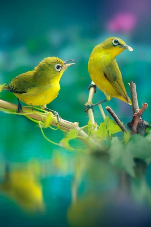かわいい鳥の壁紙 鳥 カナリア 黄 フィンチ 鳴き鳥 止まった鳥 野生動物 Wallpaperkiss