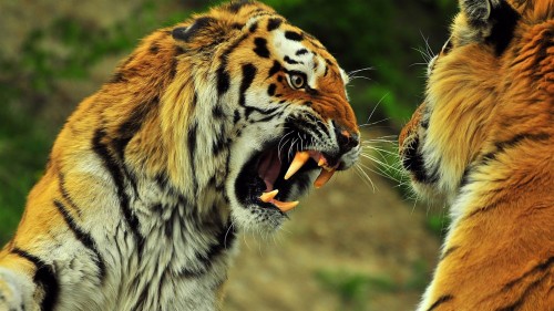 動物のデスクトップの壁紙 虎 陸生動物 野生動物 ベンガルトラ シベリアンタイガー ネコ科 ひげ 鼻 Wallpaperkiss