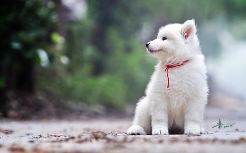 白い犬の壁紙 犬 子犬 ホワイトシェパード Wallpaperkiss
