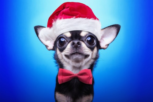 クリスマスの子犬の壁紙 犬 鼻 フレンチ ブルドッグ ちょうネクタイ 子犬 犬の服 ボストンテリア Wallpaperkiss