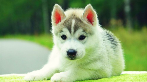 Papier Peint Chiot Husky Chien Husky Siberien Sakhalin Husky Husky Siberien Miniature Chien Esquimau Canadien Wallpaperkiss