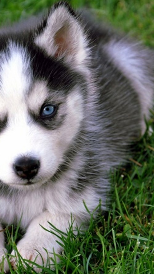 かわいい子犬の壁紙のhd 犬 シベリアンハスキー アラスカのマラミュート 子犬 サハリンハスキー Wallpaperkiss