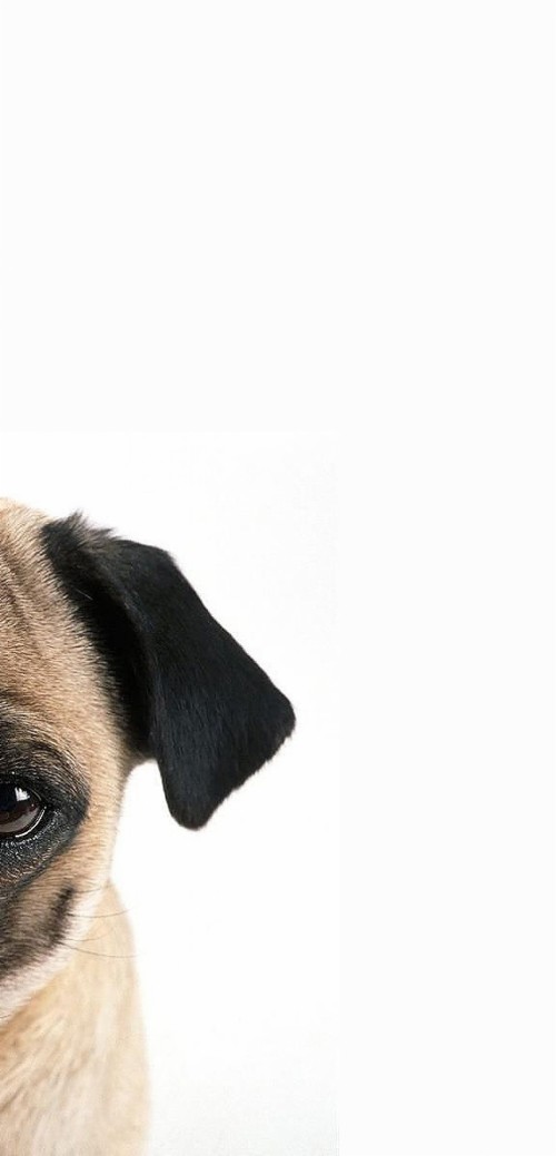 Pug Puppies Wallpaper Dog Canidae Dog Breed Snout Nose Dog Collar Collar Carnivore Pug Ear Wallpaperkiss
