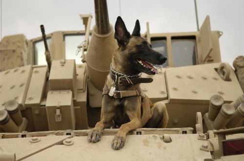 犬の壁紙無料 犬 警察犬 ジャーマンシェパード犬 クンミン ウルフドッグ 働く犬 車両 狼犬 Wallpaperkiss
