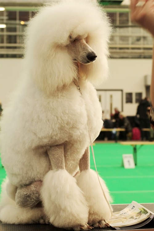 白い犬の壁紙 犬 標準プードル プードル トイプードル コンフォメーションショー Wallpaperkiss