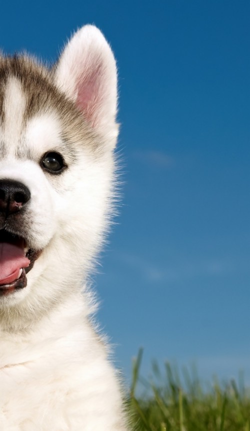 Papier Peint Chiot Husky Chien Husky Siberien Chien Du Groenland Malamute D Alaska Chien Esquimau Canadien Wallpaperkiss