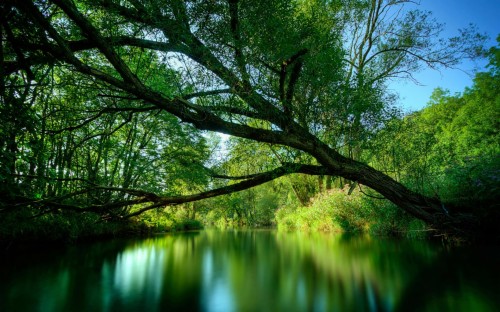柳の木の壁紙 自然の風景 自然 木 反射 緑 水 水辺の森 Wallpaperkiss