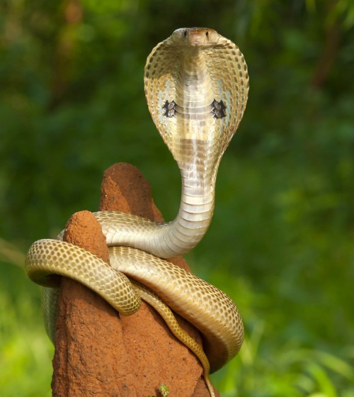 キングコブラの壁紙 爬虫類 ヘビ 蛇 陸生動物 エラピダエ キングコブラ Wallpaperkiss