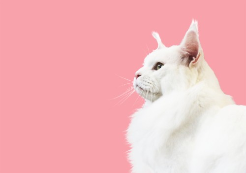かわいいペットの壁紙 ネコ 中型から中型の猫 ネコ科 ひげ ピンク トルコのアンゴラ 子猫 毛皮 Wallpaperkiss
