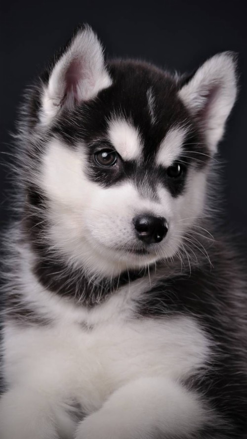 ハスキーの子犬の壁紙 犬 シベリアンハスキー グリーンランド犬 アラスカのマラミュート カナダのエスキモー犬 Wallpaperkiss