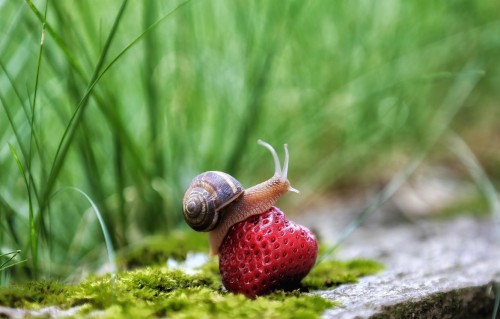 カタツムリの壁紙 カタツムリとナメクジ カタツムリ かたつむり 軟体動物 草 工場 陸生動物 Wallpaperkiss