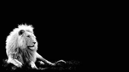 Fond D Ecran Noir 1080p Lion Noir Felides Faune Gros Chats Noir Et Blanc Lion Masai Wallpaperkiss