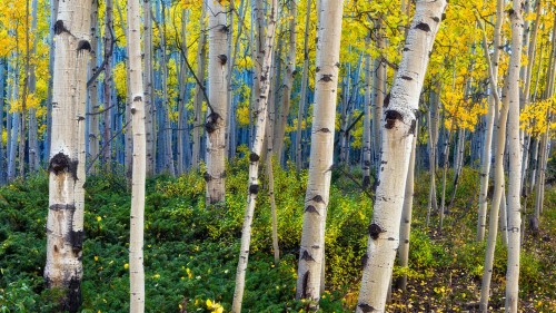 Forest, Grove Removable Water-Activated Wallpaper Birch Aspen Tree Woodland 