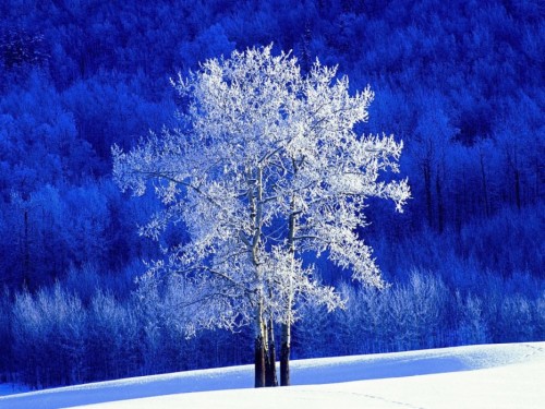 アスペンツリー壁紙 木 青い 冬 凍結 霜 空 雪 木本 工場 Wallpaperkiss