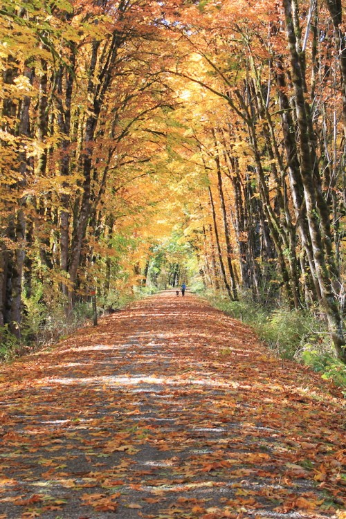 Android携帯用の無料壁紙 自然 木 葉 自然の風景 森林 秋 森林 道路 Wallpaperkiss