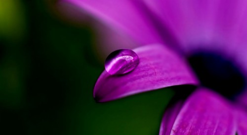 Pcデスクトップの無料ダウンロードのための壁紙 花弁 紫の バイオレット マクロ撮影 閉じる 緑 花 ピンク 工場 Wallpaperkiss