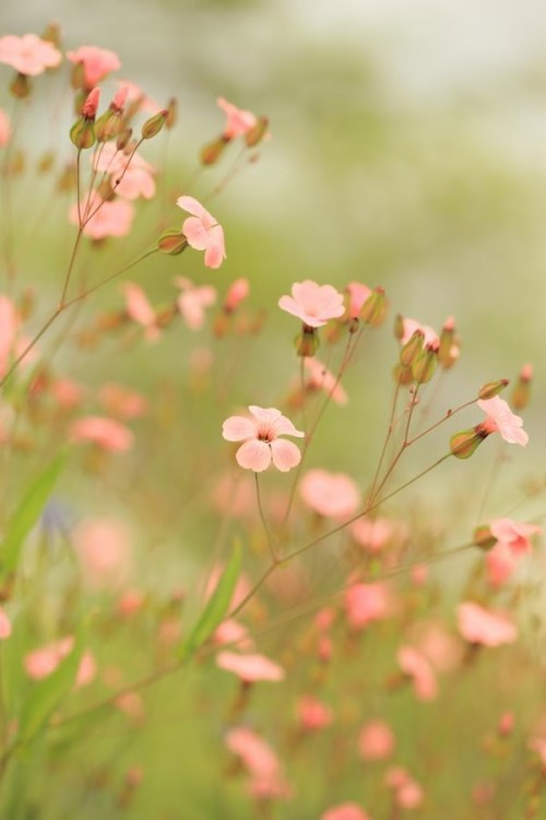 Unduh壁紙 花 ピンク 工場 春 花弁 開花植物 野草 草 花 Wallpaperkiss