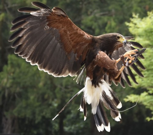 ホークの壁紙 鳥 鷲 猛禽 ウツボカズラ Accipitriformes カイト ゴールデンイーグル 鷹 Wallpaperkiss